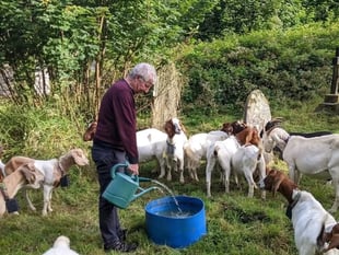 Goats help manage seaside village's churchyard
