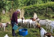 Goats help manage seaside village's churchyard