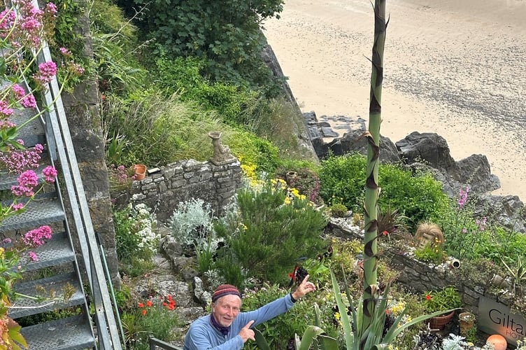 Tenby's Giltar Hotel is about to witness the blooming of its agave plant, a rare event known as the 'death flower', captivating floral experts and visitors alike.