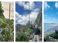 Tenby’s Giltar Hotel's Agave 'Death Flower' set to bloom