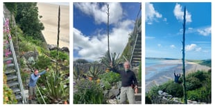 Tenby’s Giltar Hotel's Agave 'Death Flower' set to bloom