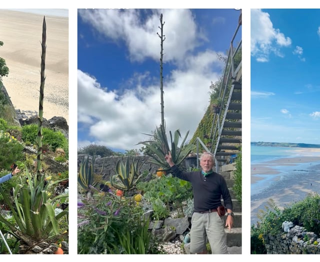 Tenby’s Giltar Hotel's Agave 'Death Flower' set to bloom