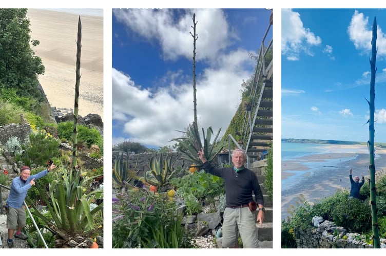 The Giltar’s head gardener, Simon Rowlands, who picked up another Wales in Bloom award last year on behalf of the premises, for ‘best Hotel with a Frontage display’ gave some insight into the history of the plant.
“Many years ago we planted a little tiny agave, that was in the 1990s, so it’s got to be nearly 30 years old now,” he said.