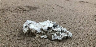 Palm oil warning for Pembrokeshire dog owners