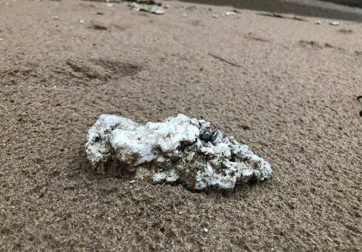 Pembrokeshire Council alerts dog owners to potential palm oil washing ashore, which can be fatal to pets.