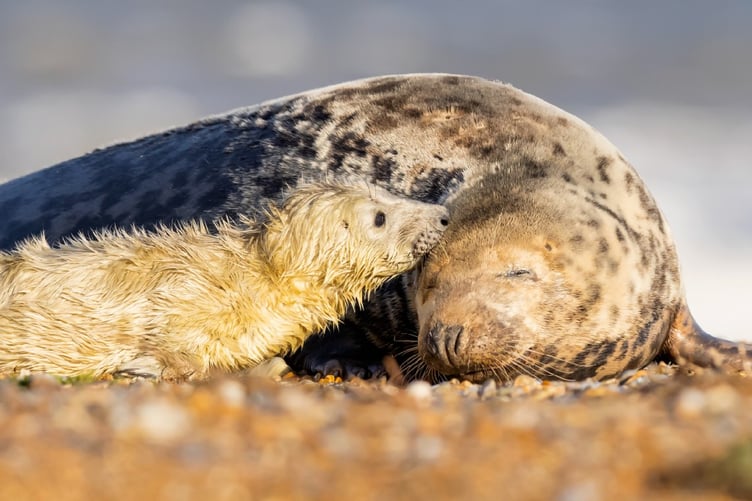 Sensitive access management will also be developed in key areas to reduce disturbance to breeding seabirds and seals.