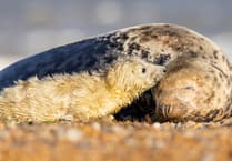 New funding to boost nature recovery in the Pembrokeshire Coast National Park