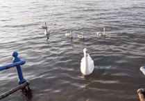 WATCH: Swans thrive in Pembroke Dock’s estuary