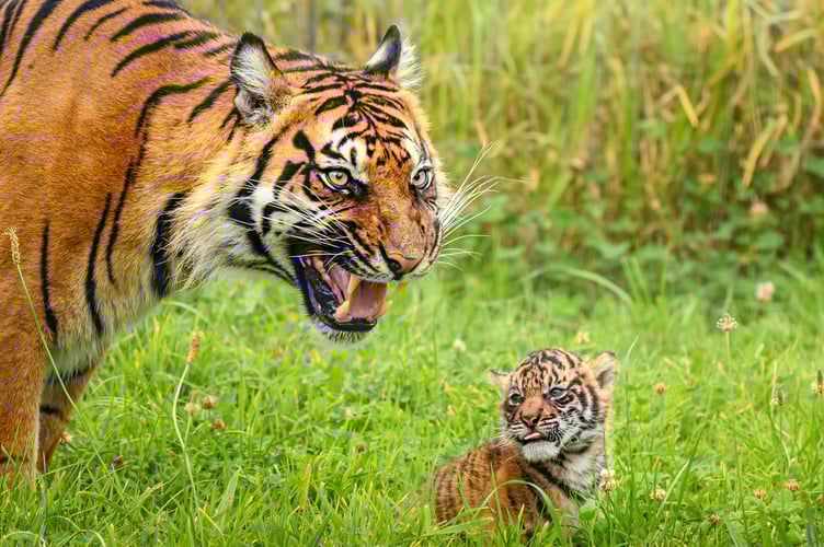 Mum Terima gave birth in June, sparking new hope for the critically endangered species.
