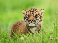 Four rare tiger cubs born at Manor Park
