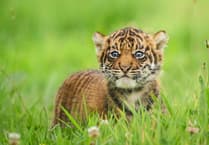 Historic four Sumatran tiger cubs born at Manor Park near Tenby