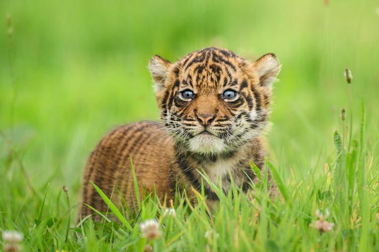 Manor House Wildlife Park on the outskirts of Tenby has welcomed four rare Sumatran tiger cubs - believed to be the largest born in the UK.