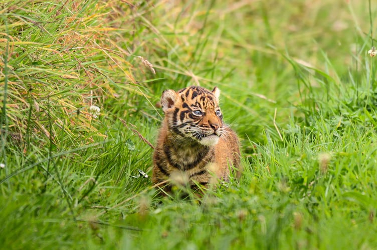 Manor Park tiger cubs
