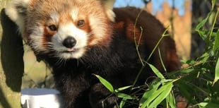 Folly Farm Zoo mourns loss of beloved red panda Lotus