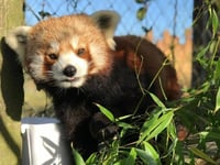 Folly Farm Zoo mourns loss of beloved red panda Lotus