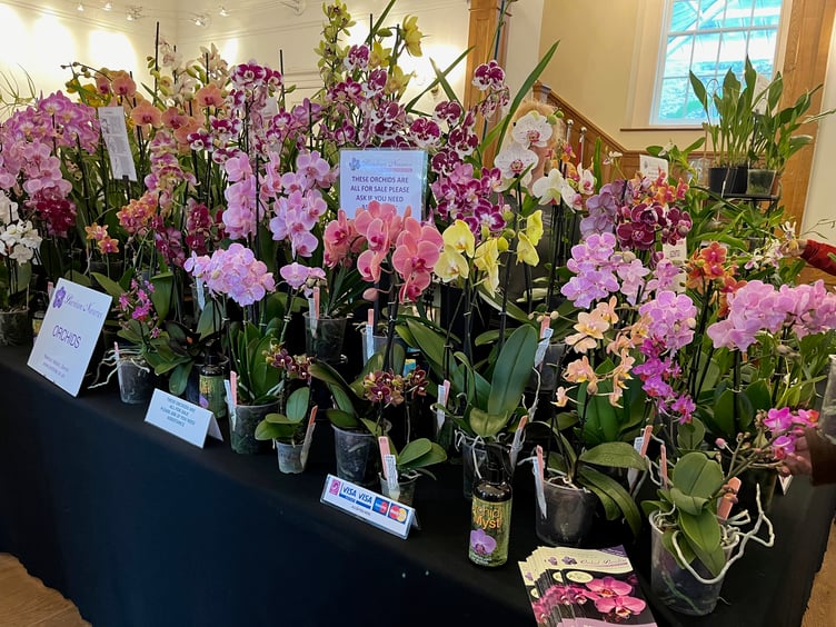 Orchids will fill Aberglasney's Mansion for the Welsh Orchid Festival