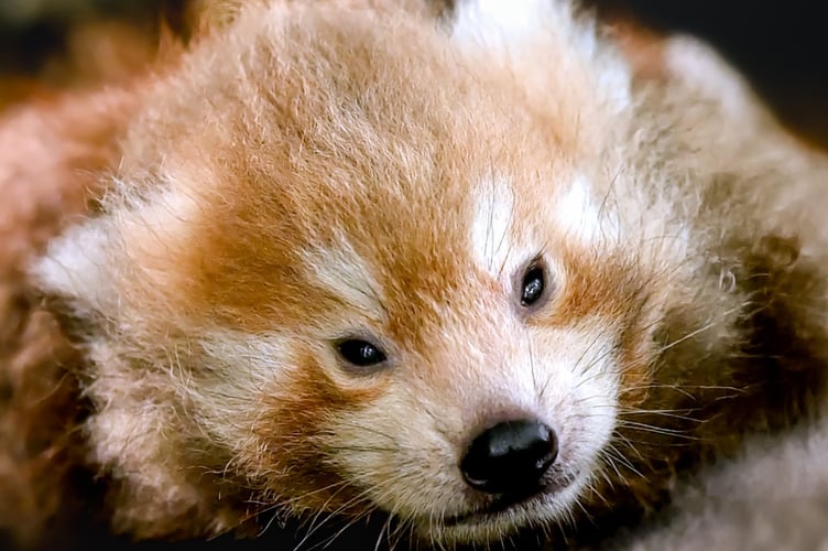 Red panda Manor Park