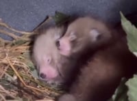 Rare red panda triplets born at Manor Park