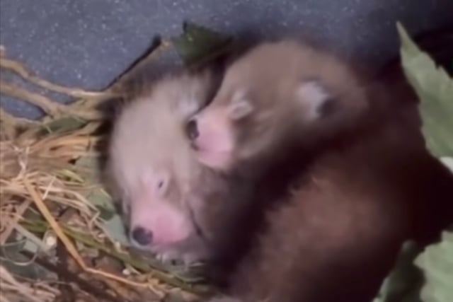 Rare red panda triplets born at Manor Park