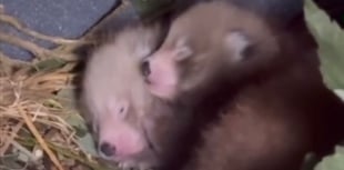 Rare red panda triplets born at Manor Park