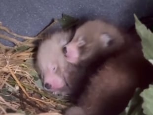 Rare red panda triplets born at Manor Park