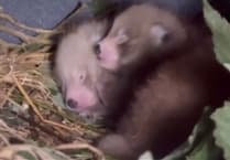 WATCH: Rare red panda triplets born at Manor Wildlife Park