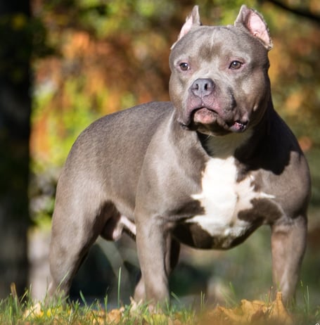 American Bully type dog