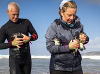 Manx Shearwater rescue missions get underway across Pembrokeshire