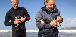 Manx Shearwater rescue missions get underway across Pembrokeshire