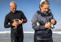 Volunteers brave stormy seas to rescue Manx Shearwaters in Pembrokeshire