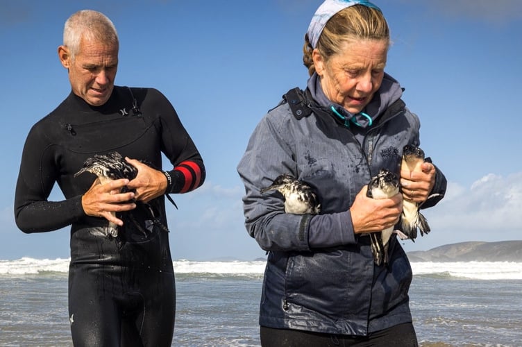 Volunteers across Pembrokeshire including - lifeguards, locals, surfers and holidaymakers have been on a special mission on the tail end of the summer to rescue as many Manx Shearwaters as possible