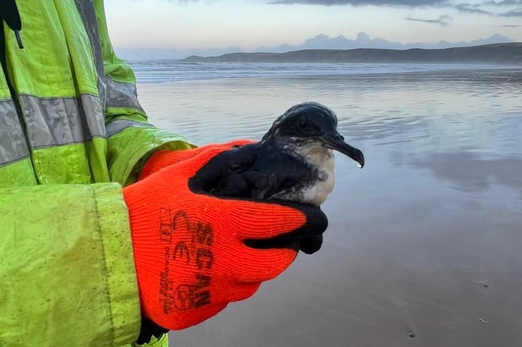 Manx Shearwater