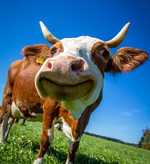 Pembrokeshire Council considers rural support group