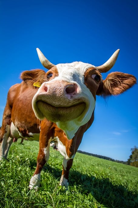 cow