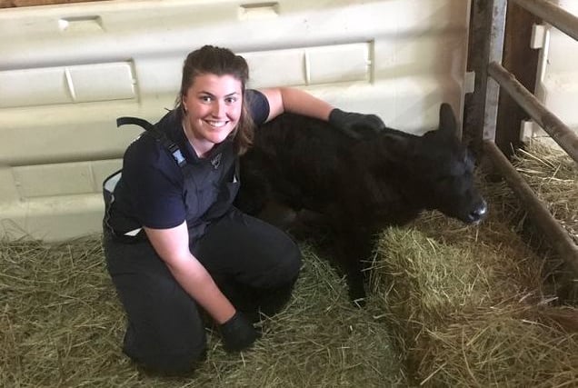 Carmarthenshire farm vet up for prestigious award