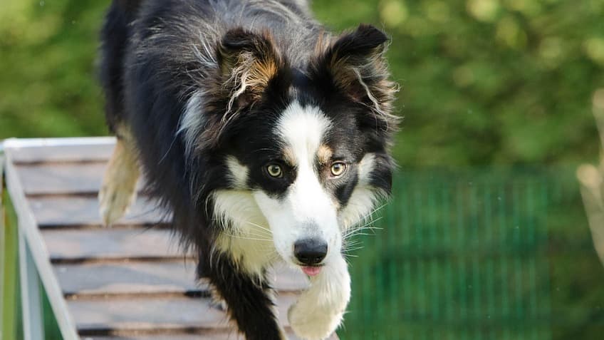 Call to Keep Pembrokeshire Dog Training School | Tenby-today.co.uk
