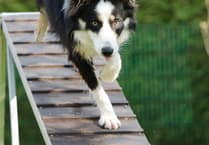 Call to keep dog training school