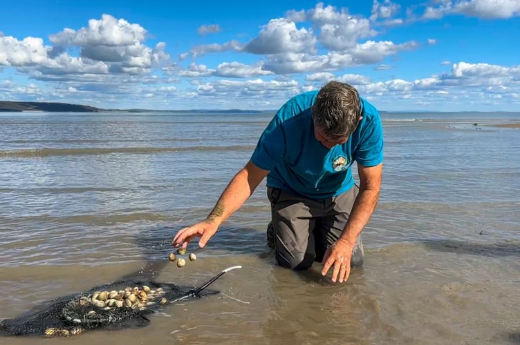 Craig Evans picks cockles on the Pembrokeshire shore.