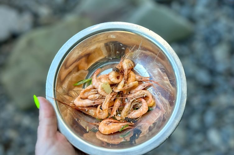 Shrimps, straight from the shore to the pot.