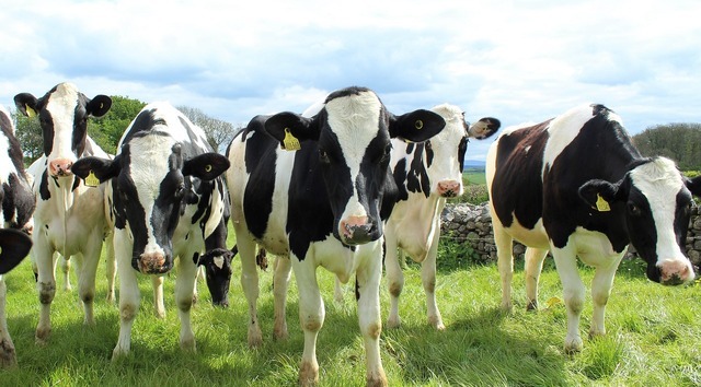Dairy farming. Stock Picture: Cally Lawson/Pixabay.