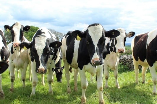 Dairy farming. Stock Picture: Cally Lawson/Pixabay.