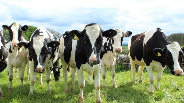 Pembrokeshire Farm Development: Cattle Underpass Approved | Tenby-t...