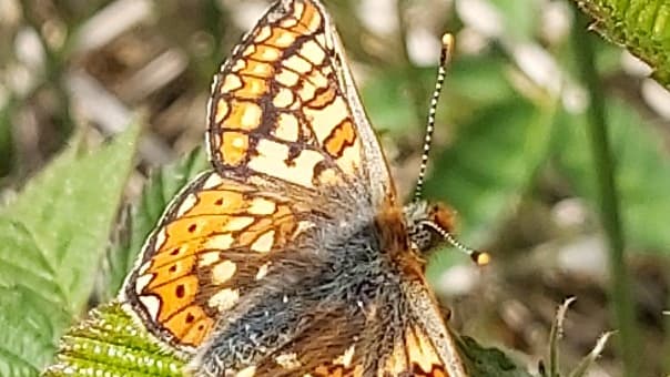 New Marsh Fritillary Population Found in Pembrokeshire | Tenby-toda...