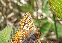 New marsh fritillary population found in Pembrokeshire