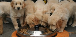 Carmarthenshire Council considers dog breeder ratings