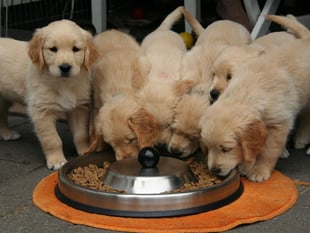Carmarthenshire Council considers dog breeder ratings