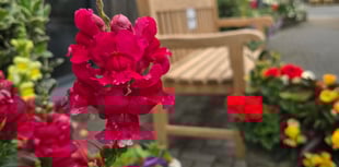 Saundersfoot celebrates Wales in Bloom success