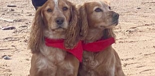 Fur-tastic fundraiser fetches £1,750 for charity