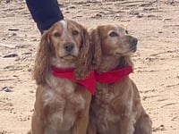 Fur-tastic fundraiser fetches £1,750 for charity