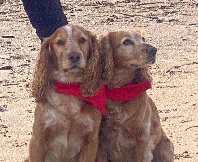 Fur-tastic fundraiser fetches £1,750 for charity